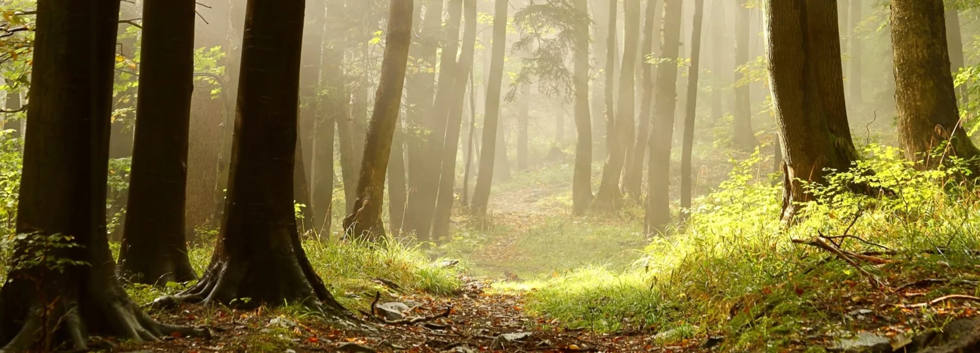 Forest Scene
